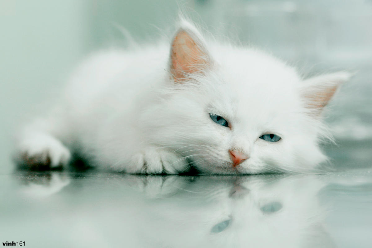 Photo d’un chat couché sur le sol.