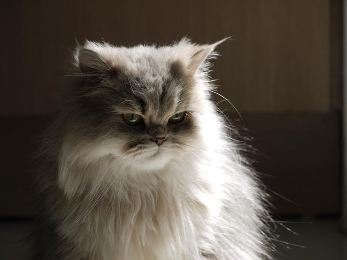 photo of an agry cat