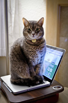 chat assis sur un ordinateur portable