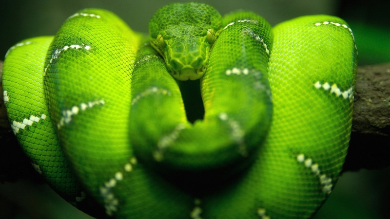 Python ou pas, il est vert !