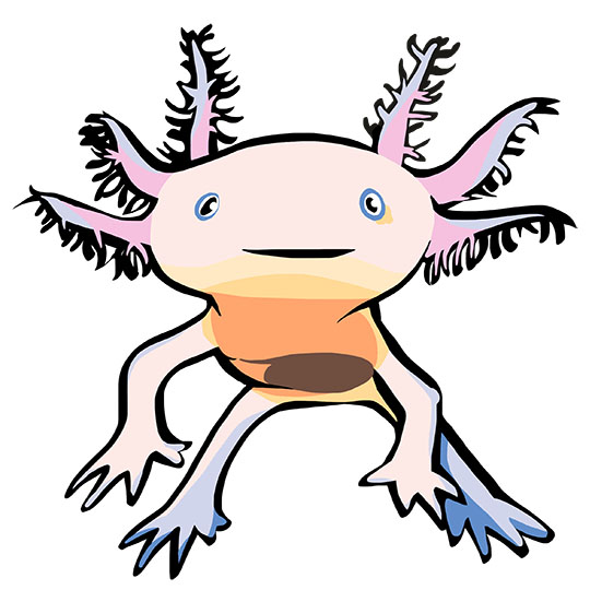 Axolotl - dessin digital - cali rezo 2014