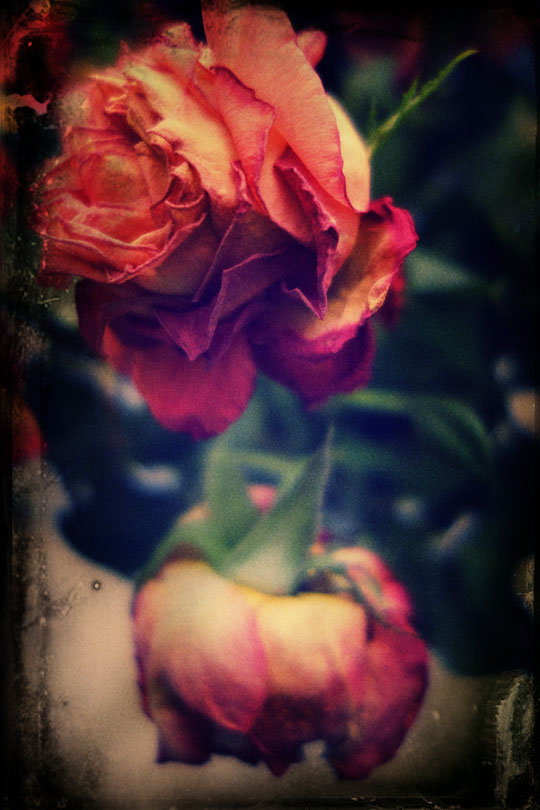 roses 01